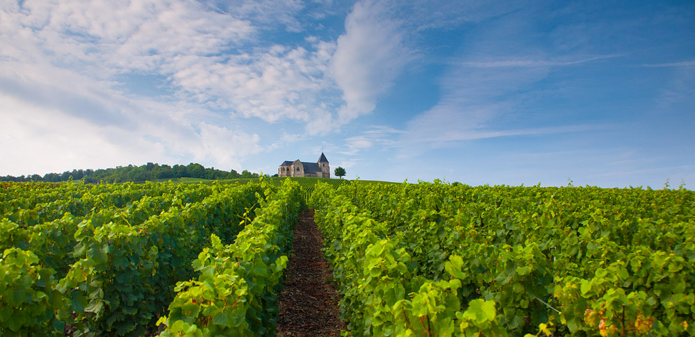 Bordeaux vineyards
