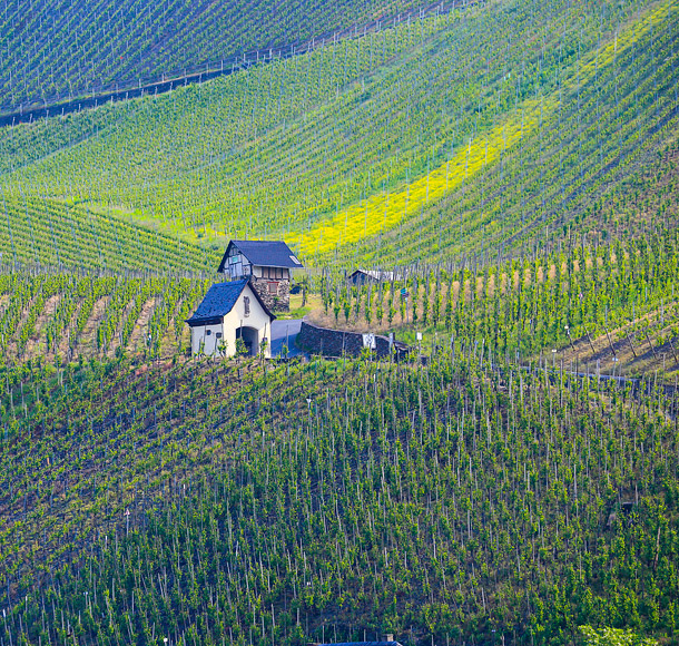 Alsace-Lorraine - vineyards