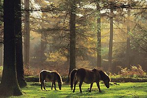 Dartmoor 's wild miniature ponies