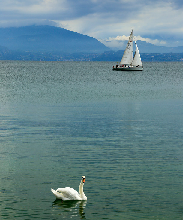 Swan + yacht lake garcda