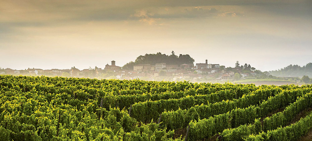 Italian landscape - vines