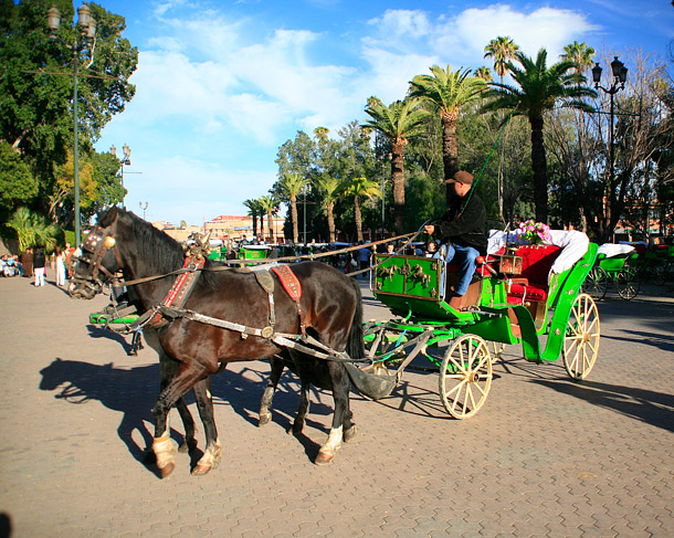 Marrakech horse and carts