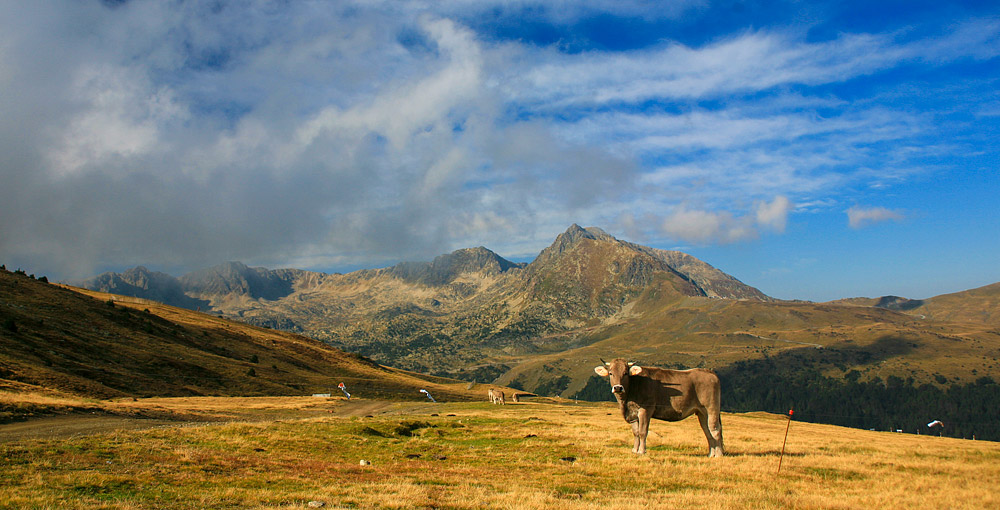 Pyrenees mountains & cattle