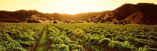 California winelands
