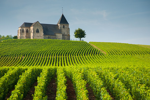 Champagne vineyard