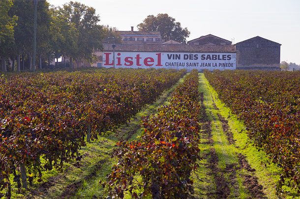 Provence vineyards