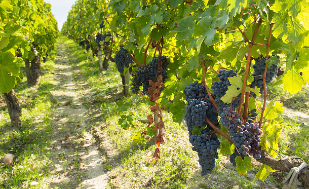 Italian vines