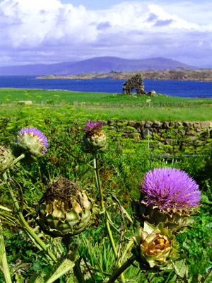 Scottish thistles